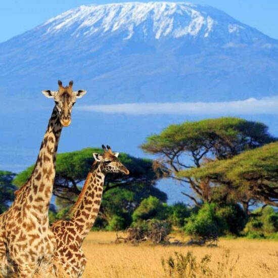 Africa trip and adventure Giraffe