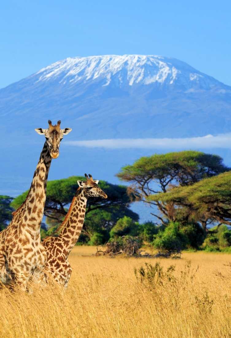 Africa trip and adventure Giraffe