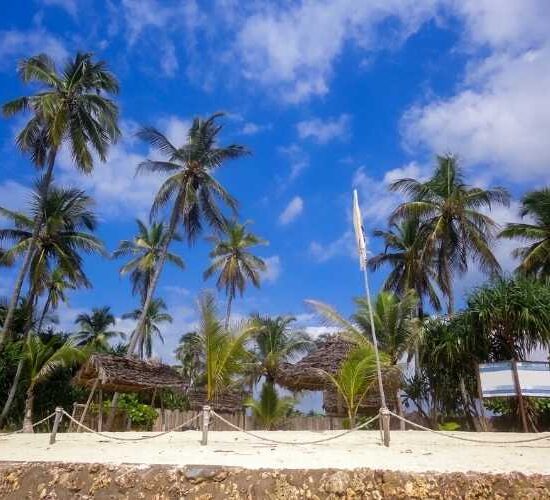 Nungwi Beach Palm trees