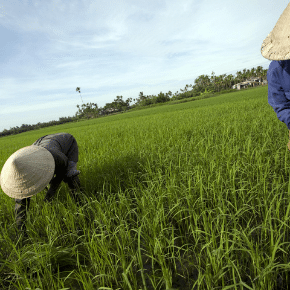 Rice fields in Vietnam