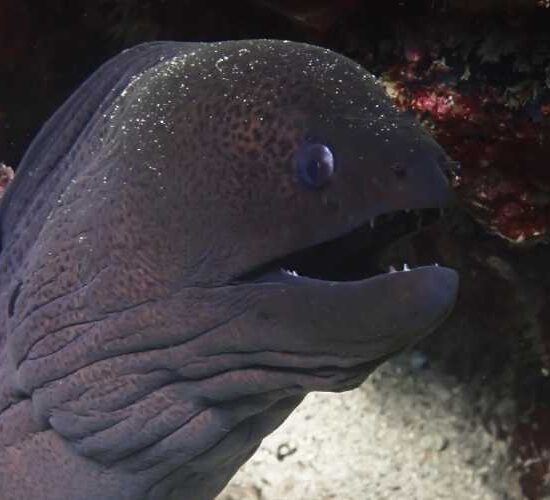 Eel Scuba Dive Phi Phi