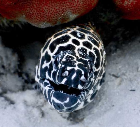 Eel Scuba dive Phi Phi