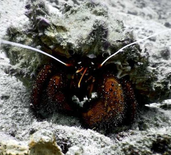 Crab Phi Phi Snorkelling