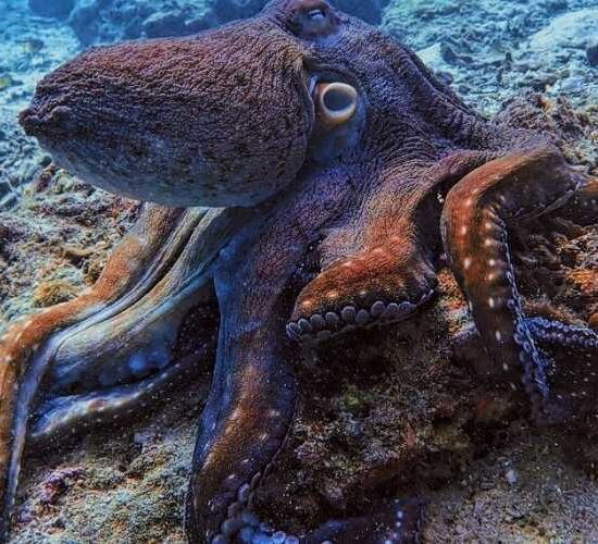 Octopus Phi Phi