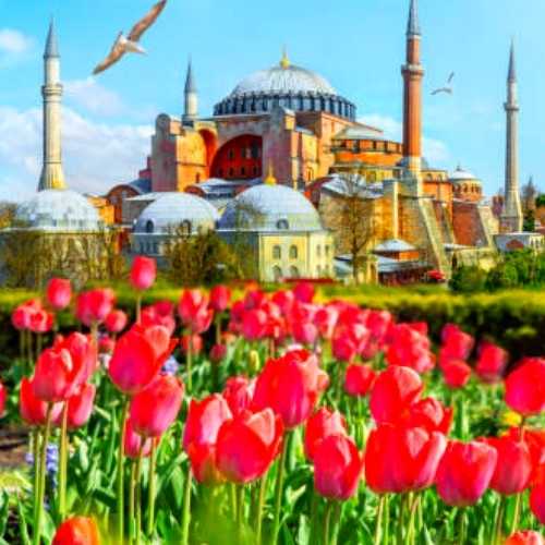 Tulips in Turkey