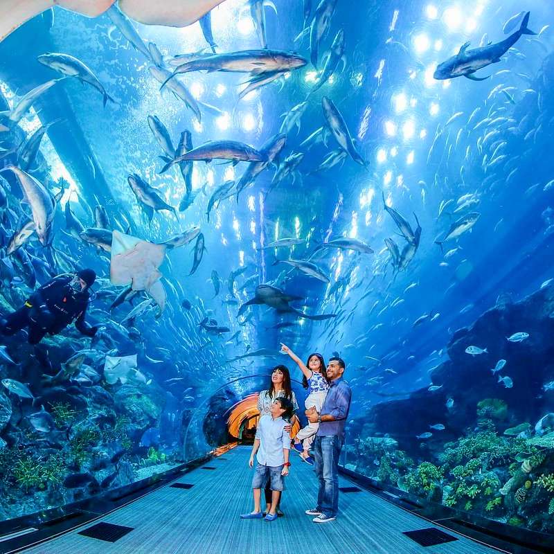 Dubai Aquarium & Underwater Zoo Experience Underwater walkway