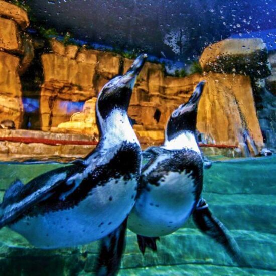 Penguins in Dubai Aquarium & Zoo