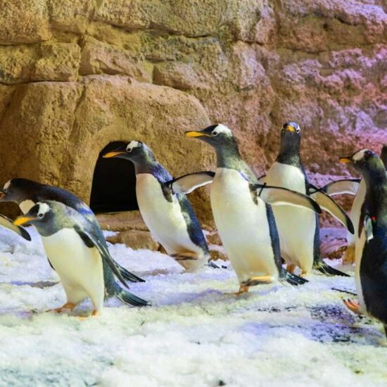 Penguins in Dubai Aquarium