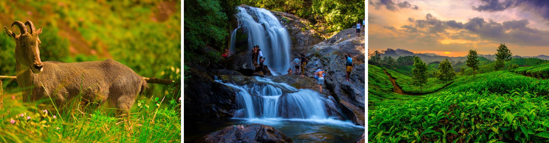 Munnar India WOLO Travel