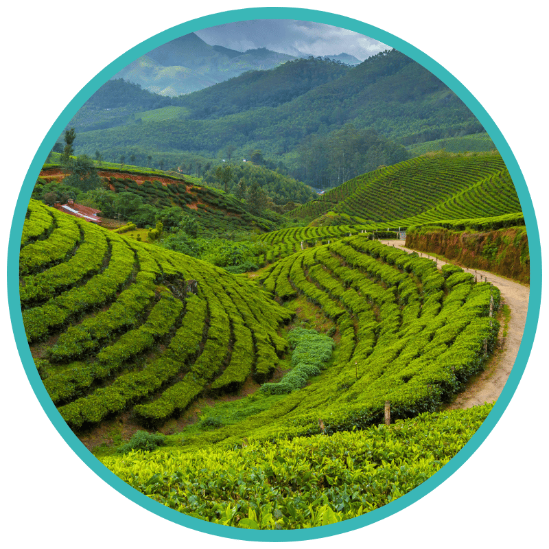 Munnars Tea Plantations