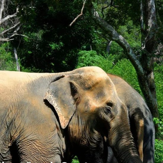 Elephant Jungle Sanctuary