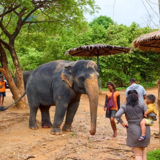 Elephant Jungle Sanctuary