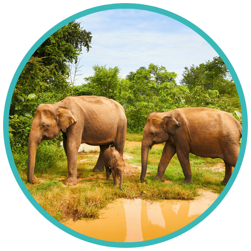 Pinnawala Elephant Orphanage