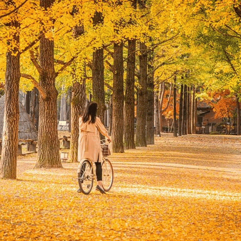 Nami Island 1 3